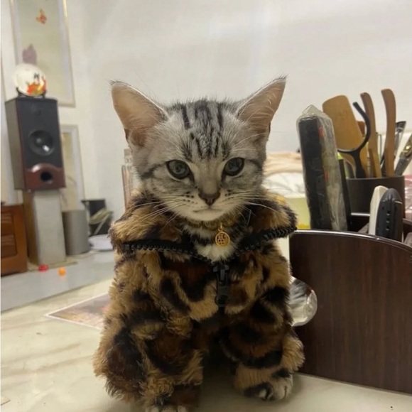 Meet your Posher, Nico - Picture 1 of 1